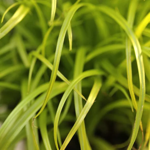 Pour l’extérieur:Bien Etre Animal Cyperus Zumula Bio. Le pot de 1 litre