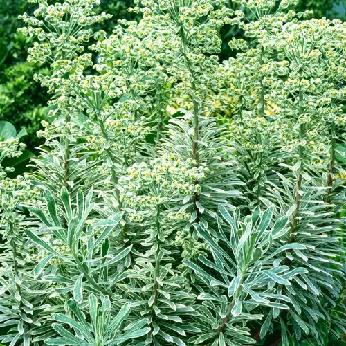 Solution pour le jardin：Euphorbe SILVER SWAN - Le pot de 2 litres