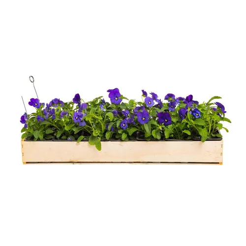 Malin jardin：Viola Cornuta - La cagette de 14 plants