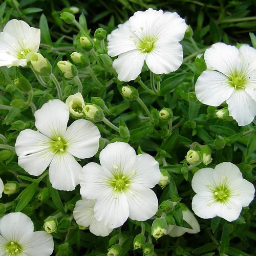 Pour votre jardin：Sabline des montagnes (Arenaria montana) à fleurs blanches - Le pot de 1 litre