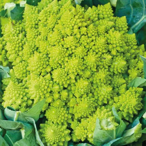 Idée utile:Chou Romanesco Bio. La barquette de 3 plants