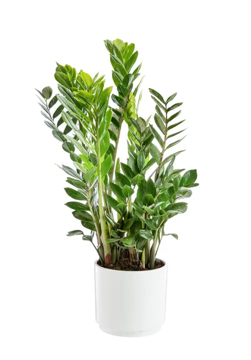 Pour vos aménagements extérieurs：Zamioculcas botanic®. Le pot de Ø 21 cm