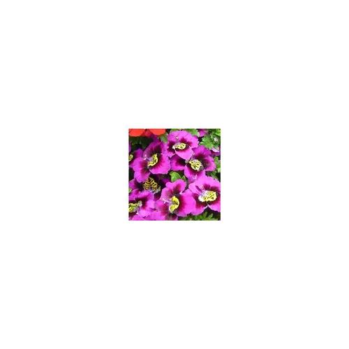 Jardin expert:Schizanthus - Le pot de 1 litre