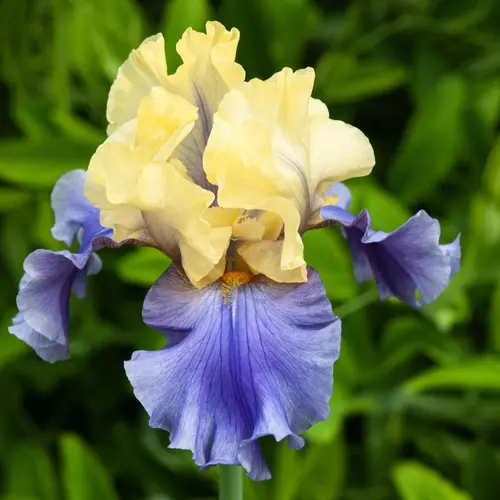 Pour vos projets：Iris des jardins Edith Wolford - Le pot de 2 litres