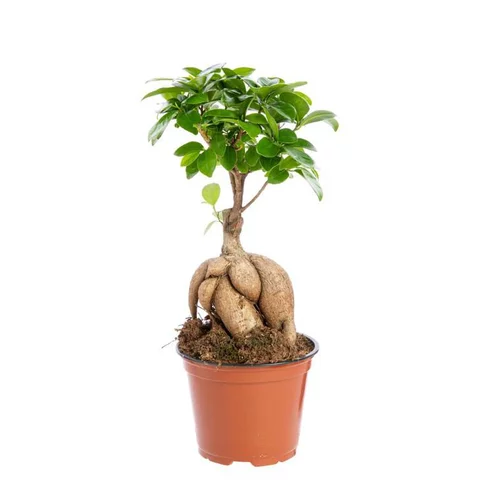 Solution extérieur：Ficus Ginseng pot Ø12xH20 cm