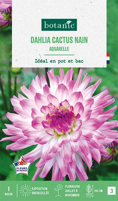 Jardin pratique:Bulbe de fleurs Dalhia décoratif cactus nain aquarelle botanic® - 1 bulbe