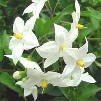 Univers jardin:Solanum Jasminoides 90/120 cm blanc en pot de 3 L