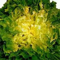 Pour mieux vivre dehors：Chicoree Scarole Bio. La barquette de 12 plants
