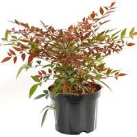 Côté jardin：Nandina Domestica rouge en pot