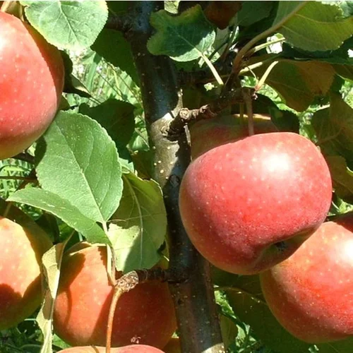 Pour vos besoins au jardin：Pommier Ariane®. Le pot de 15 litres forme 1/2 tige