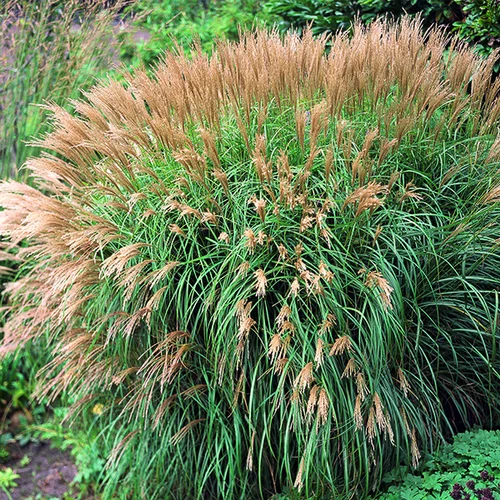Jardin qualité：Miscanthus sinensis Yaku Jima vert botanic®. Le pot de 2 litres