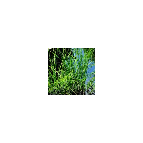 Une sélection pensée pour le jardin：Juncus Effusus - Le pot de 0,5 litres