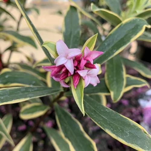 Tout au jardin：Daphne Odora Marianni Rogbret Rose. Le pot de 75 litres