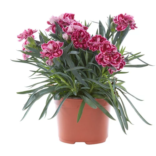 Jardin chez vous：Oeillet Telnelken - Le pot de 10 cm