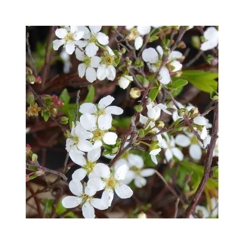 Univers extérieur:Pommier à fleurs Everest® blanc. Le pot de 90 litres, 250/300 cm