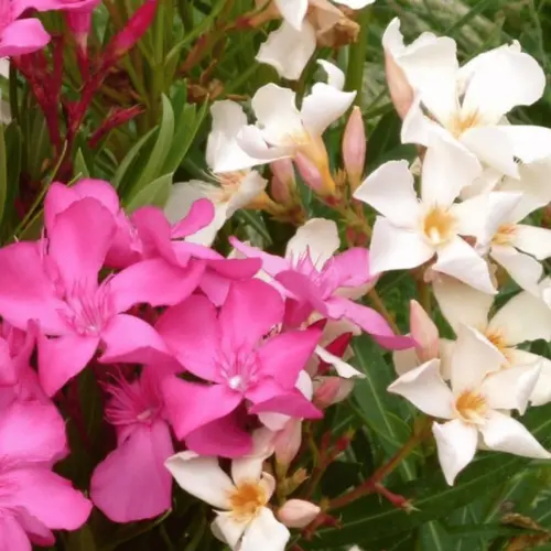 Pour l’univers du jardin:Laurier rose (NERIUM OLEANDER VARIE) Le pot de 15 litres