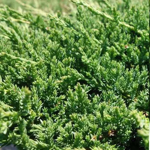 Confort pour le jardin：Conifere varié