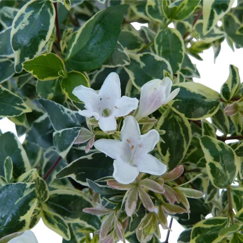 Tendance jardin:Abelia X Grandiflora Sparkling Silver touffe. Le pot de 3 litres