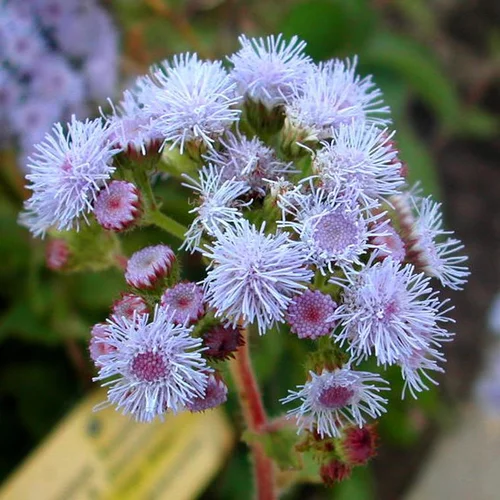 Autour du jardin：Agératum (Agérate du Mexique) à fleurs bleues - Le pot Ø 13 cm