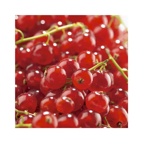 Sélection pour le jardin：Groseillier A Grappe Agate Rouge ®. Le pot de 2 litres