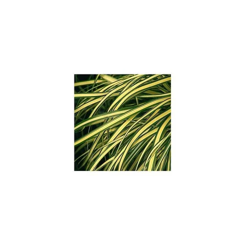Extérieur fonctionnel:Carex Evergold - Le pot de 2 litres