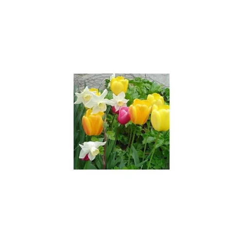 Indispensable au jardin:Plantes bulbeuses en mélange - La coupe