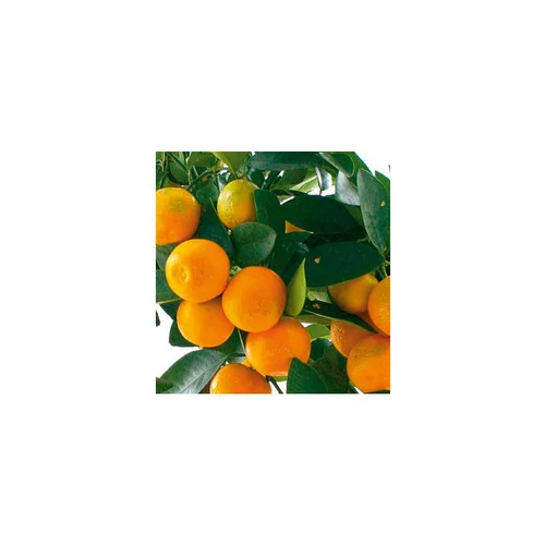 Extérieur nature：Mandarinier. Le pot de 5 litres