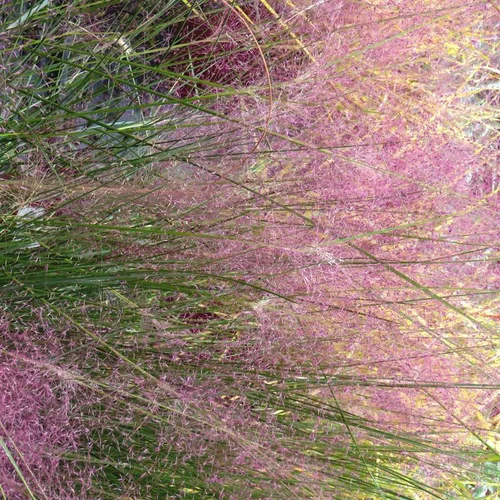 Facile pour le jardin:Eragrostide Brillante - Le pot de 4 litres
