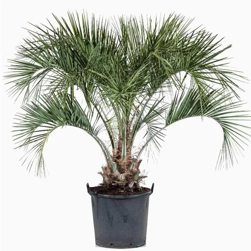 Extérieur qualité：Palmier Butia Capitata vert. Le pot de 50 litres, 110/130 cm