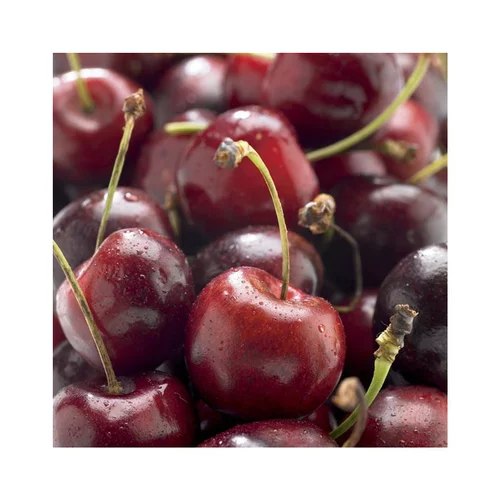 Solution nature:Cerisier Big. Bigalise ® Enjidel. Le pot de 15 litres, forme 1/2 tige