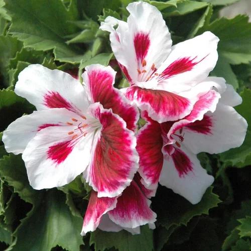 Côté végétal：Pélargonium à grandes fleurs - Le pot de 2,5 litres