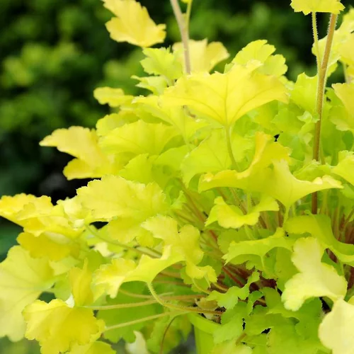 Pour votre confort en extérieur:Heuchère lime marmalade jaune en pot de 2 L