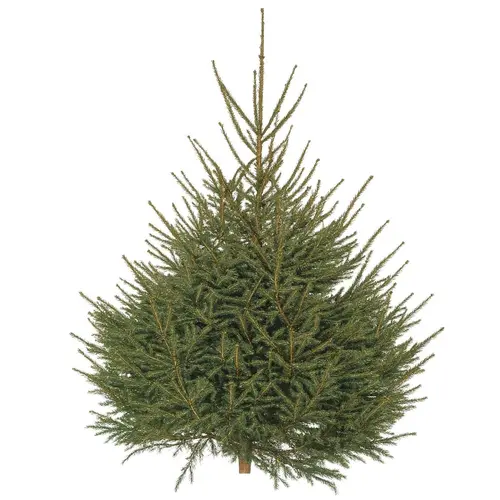 Bien pensé jardin：Sapin Epicea coupé - 150 à 200 cm