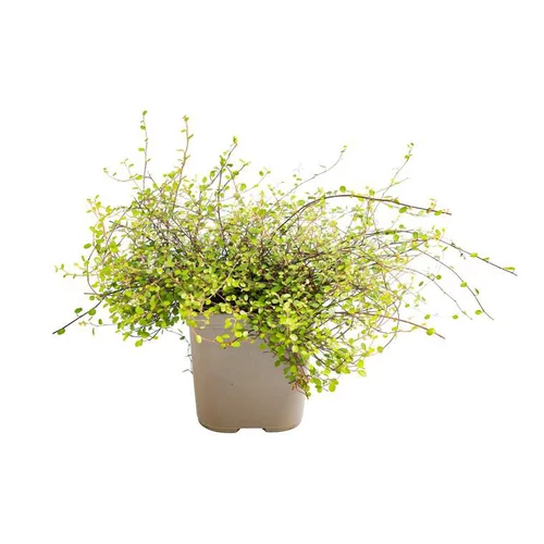 Pour profiter pleinement de l’extérieur:Muehlenbeckia Varie en pot de 3 L vert