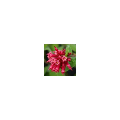 Déco pour le jardin：Cestrum - Le pot de 1 litre