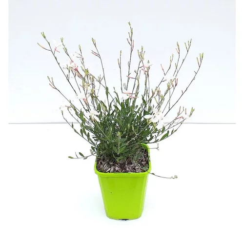 Sélection jardin：Gaura Lindheimeri Snow Fountain - Le pot de 2 litres