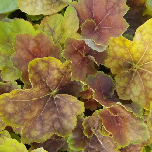 Déco pour le jardin：Heuchera 'Happy Easter'® - Le pot de 2 litres