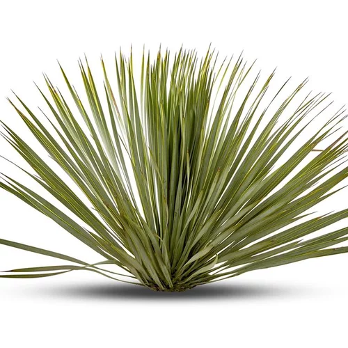 Nature maison:Yucca Rostrata en pot de 35 L