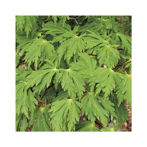 Sélection pratique：Erable du Japon (ACER JAPONICUM ACONITIFOLIUM ) Le pot de 50 litres
