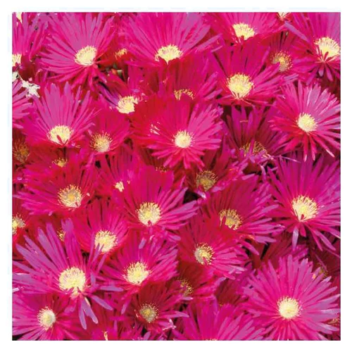 Jardin simple:Ficoïde orange ou Lampranthe à fleurs multicolores - Le pot Ø 10,5 cm