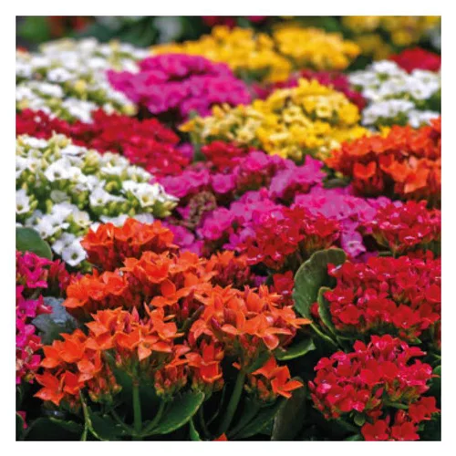 Utile au jardin：Kalanchoe à fleurs multicolores - La jardinière de 30 cm