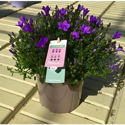 Jardin complet:Campanule Intense Purple Ambella - Le pot de 0,5 litre