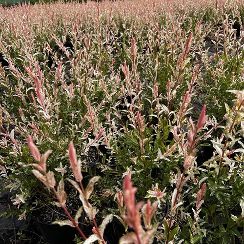 À découvrir au jardin：Saule crevette rose. Le pot de 15 litres, forme ½ tige