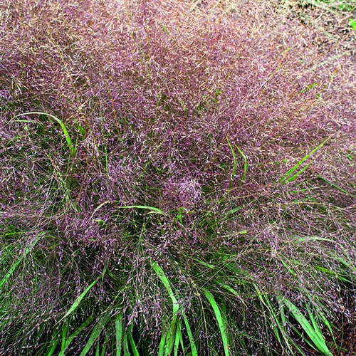 Pour votre jardin：Eragrostis spectabilis vert botanic®. Le pot de 1 litre