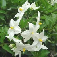 Idéal pour le jardin：Solanum faux jasmin - La suspension diam 23 cm