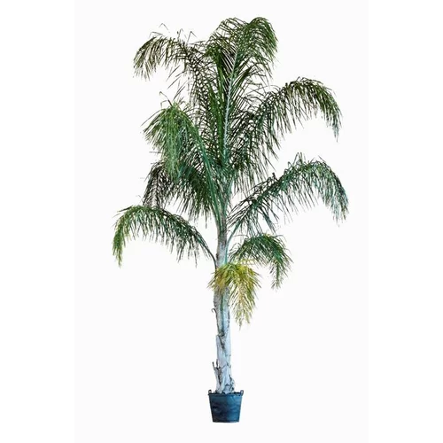 Idée au jardin：Arecastrum Romanzoffianum (Cocotier plumeux) 100/150 en pot de 70 L vert