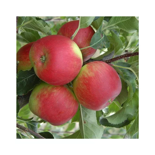 Pour un jardin agréable:Pommier Delbard Celeste® Deltana Lr. Le pot de 12 litres