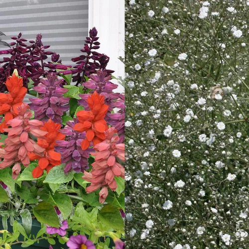 Essentiel maison:Duo Sauge Gypsophile - Le pot de 5 litres