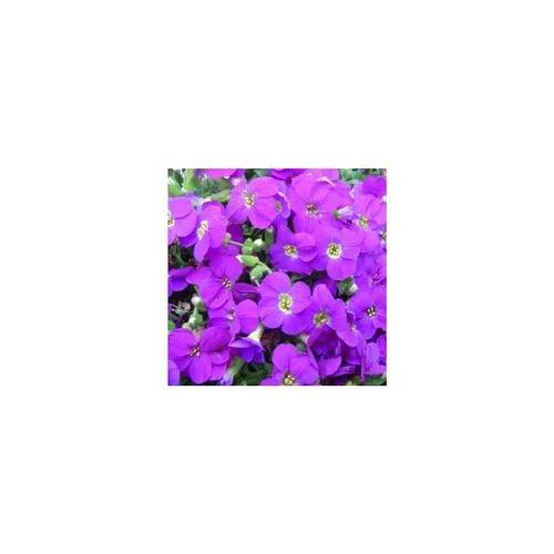 Extérieur confort:Aubriète Royal violet - Le pot de 1 litre