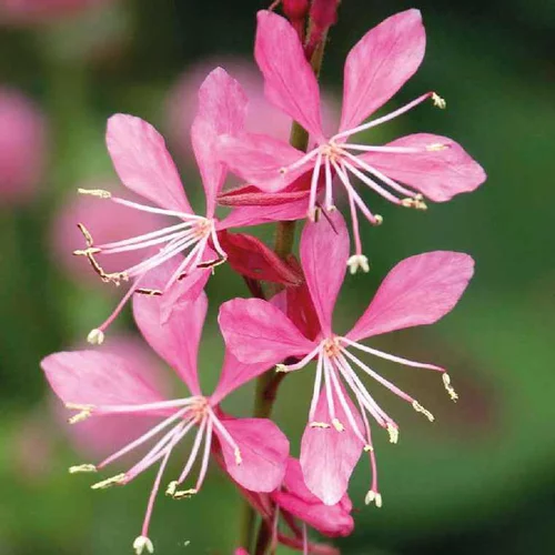 Une idée pour votre jardin：Gaura rose compact - Le pot de 4 litres